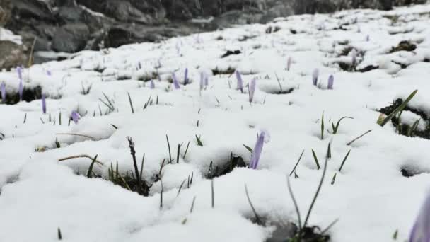Krokusy Pod Śniegiem Przyroda Alpejskich Górach Fioletowe Wiosenne Kwiaty Spadający — Wideo stockowe