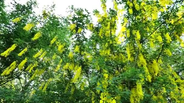 Żółte Drzewo Fasolowe Laburnum Żółty Krzew Żółte Kwiaty Racemose Żółtej — Wideo stockowe