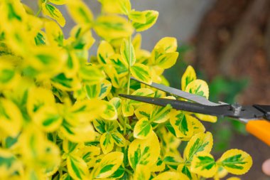 Sarı yapraklı öonymus çeşidi. Öonymus budama. Eller, öonymus dallarını bahçe makası ile yakın çekimde buduyor. Öonymus çalılığından topaklı saç kesimi.. 