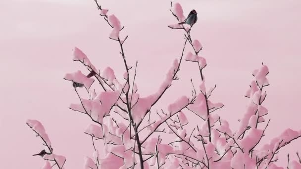 Птицы Снежном Дереве Розовых Тонах Романтический Фон Птицами Снегом Птицы — стоковое видео