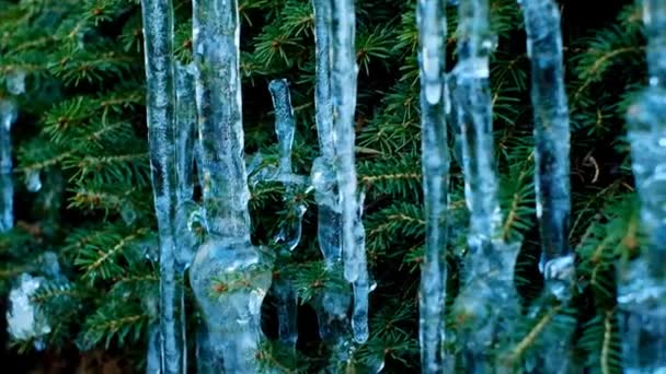 Soğuk Bir Hava Çam Iğnelerinin Üzerindeki Buz Saçakları Erime Buz — Stok video