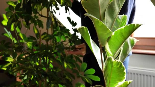 Εσωτερική Κηπουρική Home Plants Variegated Foliage Woman Εξετάζει Φύλλωμα Των — Αρχείο Βίντεο