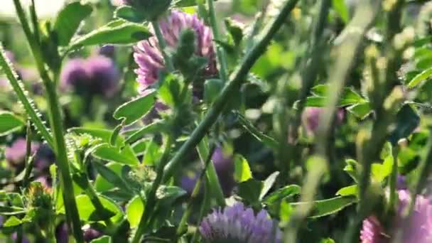 Red Clover Flowers Field Rays Sun Valuable Forage Medicinal Plant — Stock Video