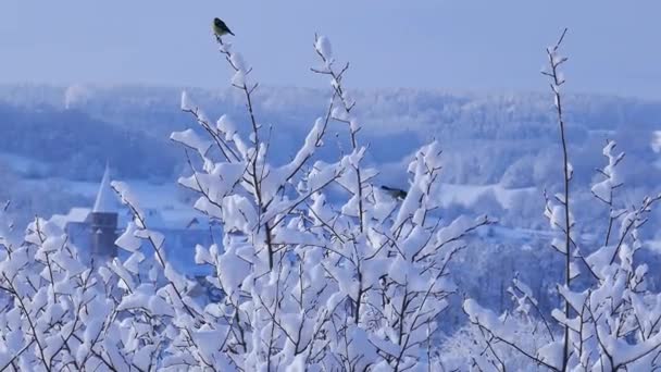 Птицы Зимуют Птицы Летают Ветки Ветке Падают Снегом Кадров — стоковое видео
