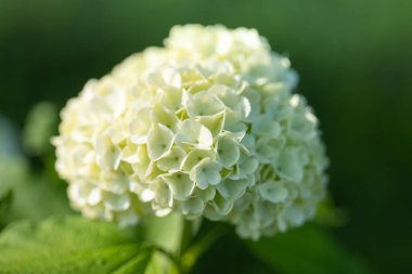 Viburnum beyaz çiçek yakın plan. Baharda beyaz viburum topları bulanık bahçe. Beyaz çiçek açan çalılar. Beyaz çiçek açan viburnum buldenezh çiçeği. Güzel çiçek arkaplanı.