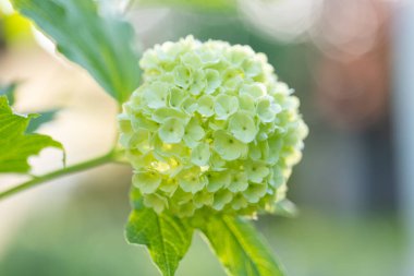 Viburnum buldenezh beyaz ponpon çiçeği yakın plan. Baharda beyaz yeşil viburum topları bulanık bahçe. Beyaz çiçek açan çalılar. Beyaz çiçek açan Viburnum viburnum çiçeği. Güzel çiçek.