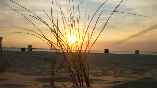 Písečné Duny Plážovou Trávou Při Západu Slunce Mořské Pobřeží Severního — Stock video