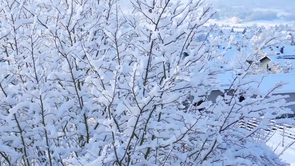 Ptáci Zasněženém Stromečku Zimní Zasněžené Mrazivé Počasí Ptáci Létají Větve — Stock video