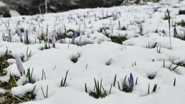 Krokusy Śnieg Sezon Wiosenny Austrii Fioletowe Kwiaty Spadający Śnieg Górach — Wideo stockowe
