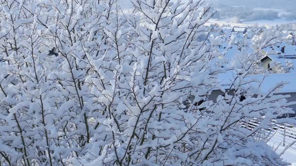 Птицы Снежном Дереве Зимняя Снежная Морозная Погода Птицы Летают Ветки — стоковое видео