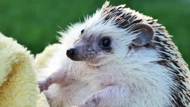 African Pygmy Hedgehog Bathing Hands Hygiene Cleanliness Prickly Pets Clean — Stock Video