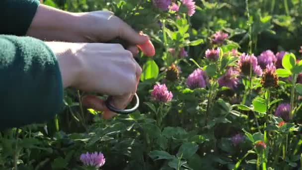 Tăierea Trifoiului Roșu Foarfece Grădină Într Câmp Trifoi Femei Flori — Videoclip de stoc