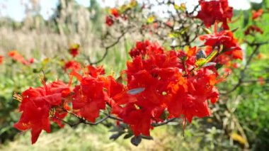 Bahçede kırmızı çiçek açan rhododendron. Baharda ise zaleas ve rhododendron. Çiçek açan güzel bahar ağaçları ve çalılar. 4k görüntü