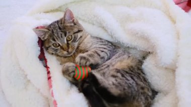 Kedi oyuncakları. Komik kedi yavrusu yumuşak bir battaniyeye uzanıyor ve bir oyuncakla oynuyor. Evcil bir hayvanla sevimli bir video. 4k görüntü