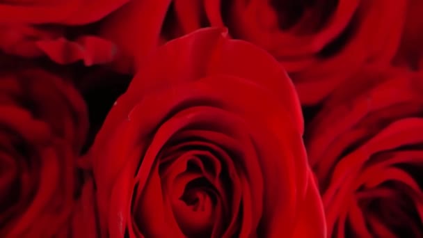 Фон Червоних Троянд Романтичний Червоний Букет День Святого Валентина Квіти — стокове відео