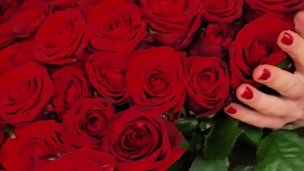 Червоні Троянди Букет Жінки Рука Обробляє Троянди День Святого Валентина — стокове відео