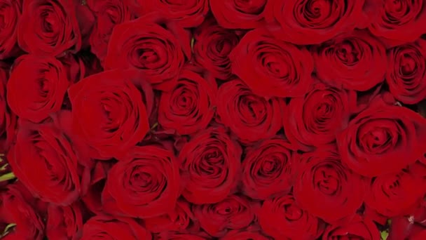 Цветы Дню Святого Валентина Красные Розы Фон Романтический Красный Букет — стоковое видео