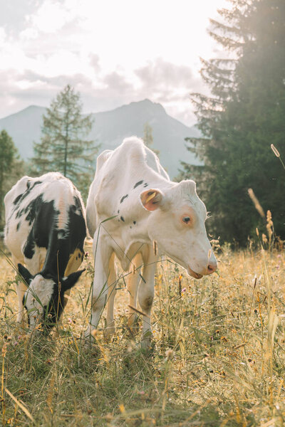 Calves graze on a mountain meadow.Holstein Friesian Cattle . Calves with black and white spotting graze on a meadow.Mountain pastures.Animal husbandry and agriculture.Breeding cows.