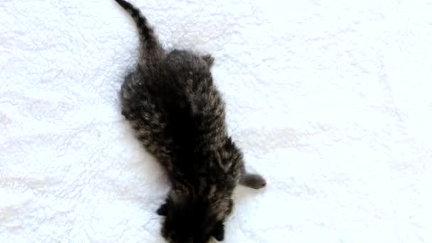 Novorozené Koťátko Bílé Přikrývce Skotské Koťátko Záběry — Stock video