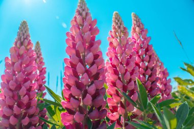  Parlak mavi gökyüzü arka planında lupinler. Pembe çiçekler ve mavi gökyüzü. Güneşli bir yaz gününde lupinlerle çiçek açan arka plan.