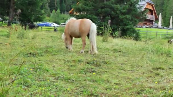 Pony Broutant Dans Paddock Poney Grignote Herbe Gros Plan Petits — Video