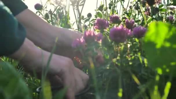 Ręce Tnące Czerwone Kwiaty Koniczyny Nożycami Ogrodowymi Wyciąg Koniczyny Materiał — Wideo stockowe