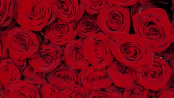 Красный Букет Роз Руках Женщины Красные Розы Букет Огромный Букет — стоковое видео