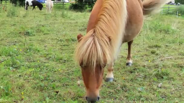 Ponížený Kůň Roztomilý Červený Kůň Pasoucí Paddocku Pony Okusuje Trávu — Stock video