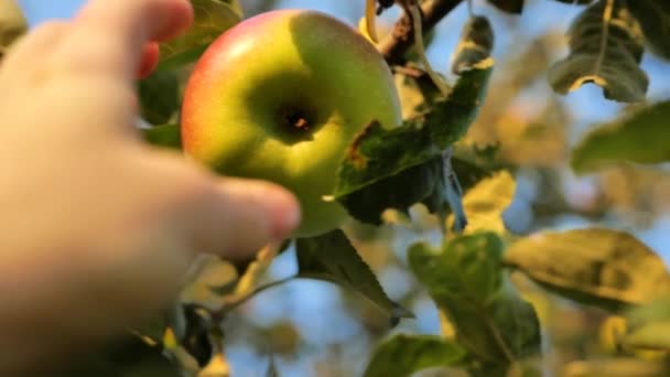 Récolte Des Pommes Cueille Main Gros Plan Sur Fond Bleu — Video
