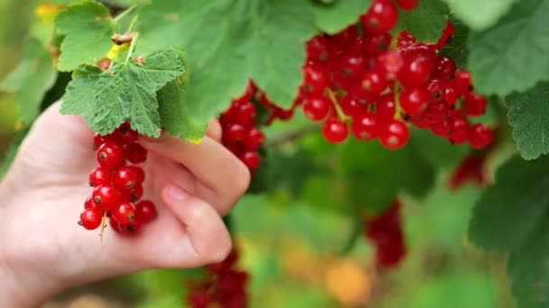 赤いカラントピッキング 有機果実 子供の手で新鮮な果実を拭きます 夏の収穫 夏の庭でピッキング赤い果実 ヒルドは夏の庭の茂みから赤いカラントを収集します — ストック動画