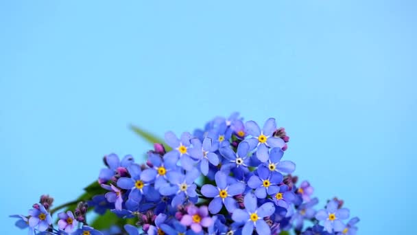 Felejtsd Virágokat Közelről Kék Háttérrel Rotáció Virágos Tavaszi Háttér Kék — Stock videók