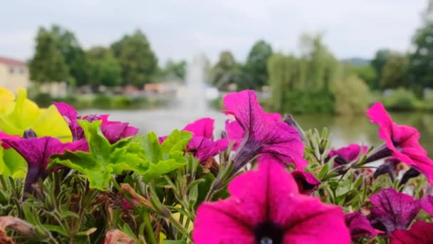 池塘上有喷泉 城市背景上有粉色的花瓣和有喷泉的池塘 慢动作4K镜头 — 图库视频影像