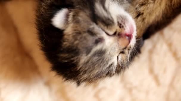 Μικρό Γατάκι Κοιμάται Scottish Μωρό Γατάκι Μικρό Νεογέννητο Tabby Γατάκι — Αρχείο Βίντεο