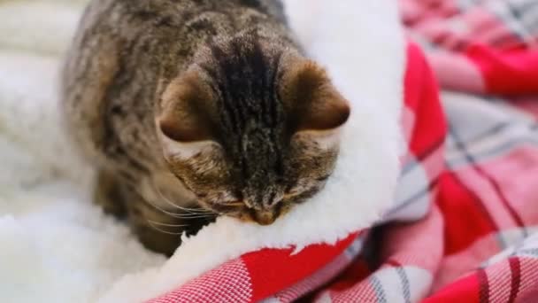 Gattino Divertente Lecca Una Coperta Gattino Strisce Siede Una Calda — Video Stock