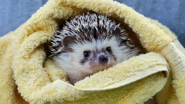 Hedgehog Bathing Yellow Towel Hands Hygiene Prickly Pets Footage — Stock Video