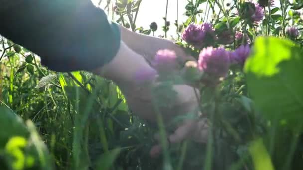 收集红三叶草 女人在三叶草地里采摘三叶草4K镜头 — 图库视频影像