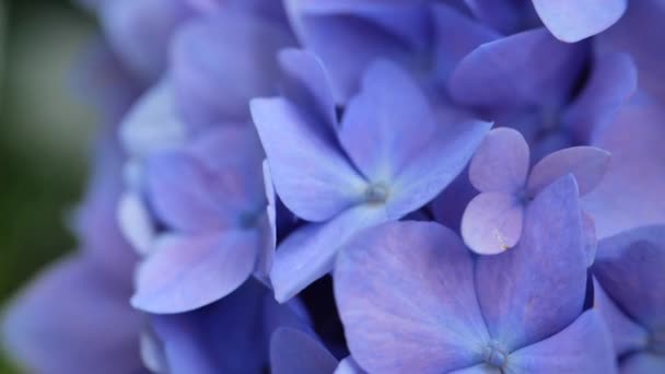 Синие Цветы Макрос Hydrangea Macrophylla Голубые Цветы Саду Кадров — стоковое видео