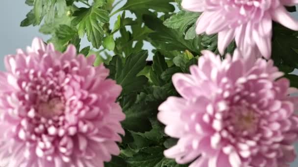Chryzantémy Šeříkové Barvy Zeleném Pozadí Bushova Dvojitá Chryzantémová Květina Krásné — Stock video