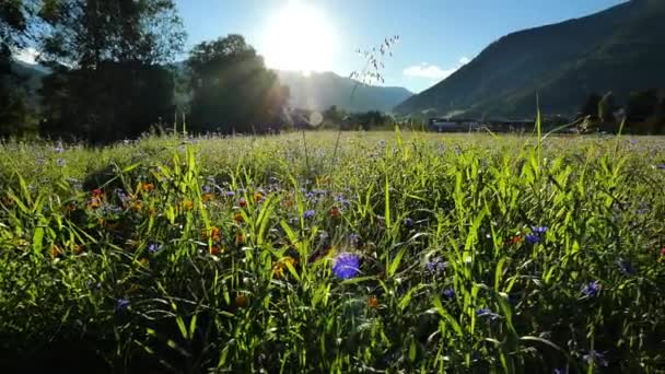 Floreciente Prado Alpino Las Montañas Sol Hierbas Campo Flores Sol — Vídeos de Stock