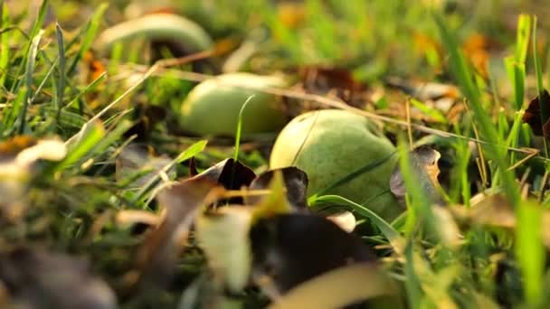 Груші Опале Листя Осінньому Саду Сонці Осінній Настрій Осінній Урожай — стокове відео