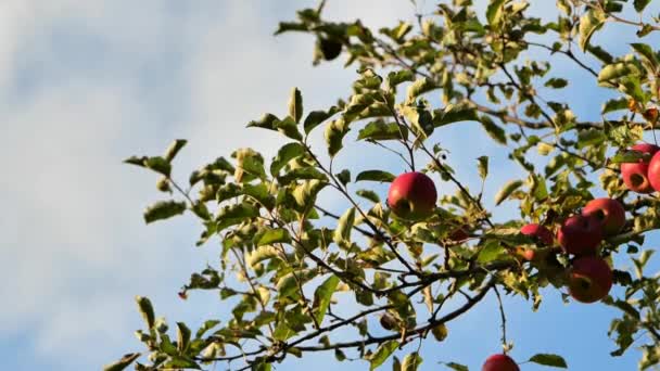 Appelboom Met Rode Appels Een Blauwe Hemelse Achtergrond Verzameling Van — Stockvideo