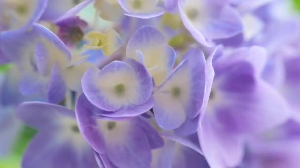 Lilla Hortensia Macrophylla Makro Baggrund Blomster Smuk Tekstur Optagelser – Stock-video