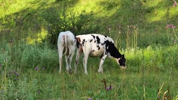 Cielęta Czarno Białym Plamieniem Pasą Się Łące Holstein Friesiański Bydło — Wideo stockowe