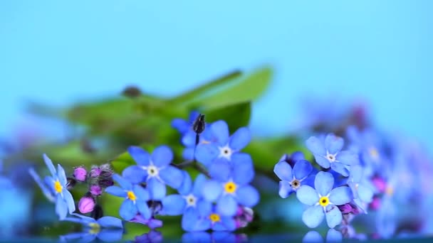 忘れてはいけない花マクロ 青色のトーンの塩泉の背景 青い花は閉じました 春の日陰寛容な花 4K映像について — ストック動画