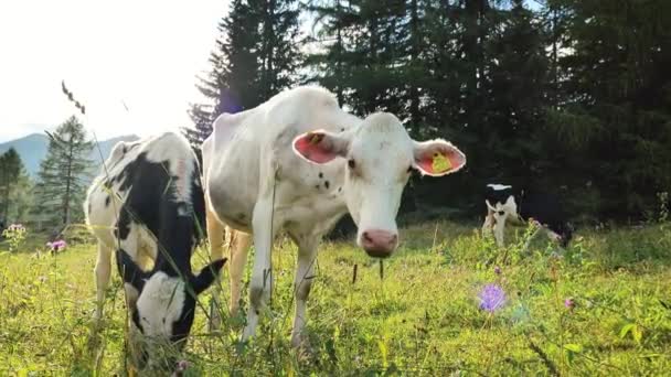 Buzağılar Güneşin Altındaki Dağlarda Bir Dağ Çayırında Otlarlar Friesian Sığırları — Stok video