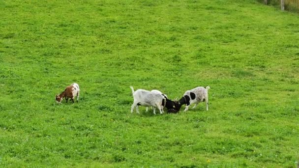 Kozy Hrají Trávníku Farmářská Zvířata Černobílé Kozy Hrají Králíkem Zelené — Stock video