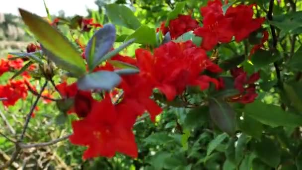 Rote Rhododendronblüten Azaleen Und Rhododendron Frühling Korallenblühender Rhododendron Garten Schöne — Stockvideo