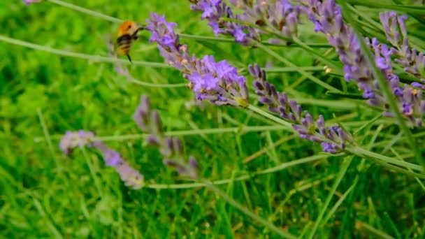 Пчела Лавандовые Цветы Пчела Собирает Нектар Цветов Лаванды Летнем Саду — стоковое видео
