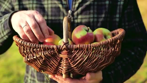 太陽の農民の手にリンゴのバスケット 有機バイオフレッシュフルーツを暖めます 秋のリンゴの収穫 チェッカーセーターの男は リンゴのクローズアップとウィッカーバスケットを保持しています 4K映像について — ストック動画