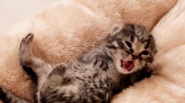 Pembe yastıktaki yavru kedi miyavlıyor. Yeni doğmuş kedi miyavlıyor. Yavaş hareket. Yeni doğmuş çizgili kediler. 4k görüntü